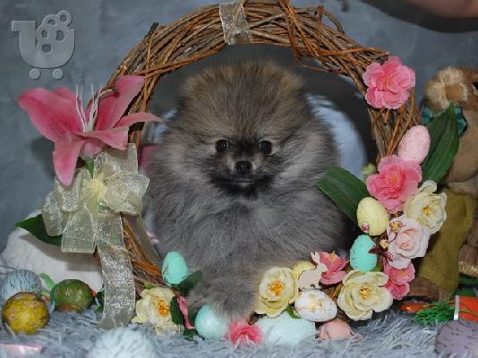 Όμορφα κουτάβια Pomeranian